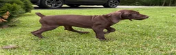German Shorthaired Pointer dogs for sale: Maple - Ad 1
