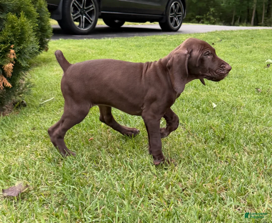 German Shorthaired Pointer dogs for sale: Maple - Ad 1