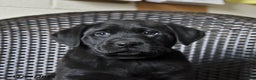 Labrador Retriever dogs for sale: Birch - Ad 4