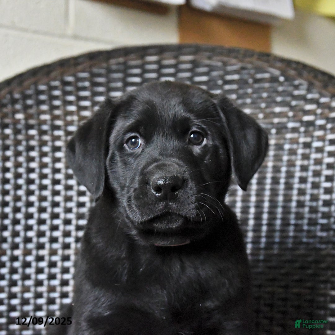 Labrador Retriever dogs for sale: Birch - Ad 4