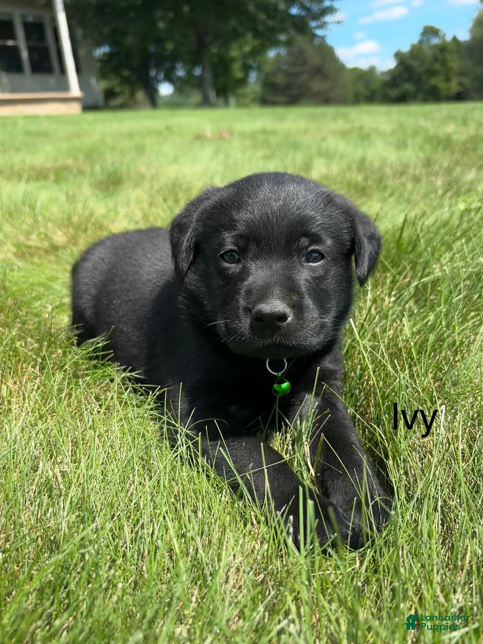Labrador Retriever dogs Ivy - Ad 2