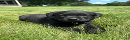 Labrador Retriever dogs for sale: Ivy - Ad 2