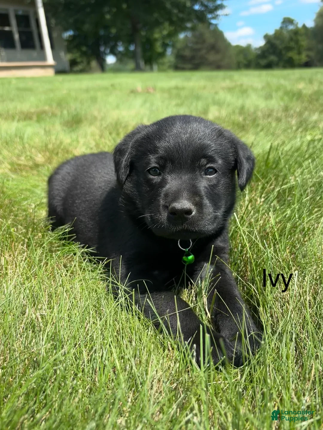 Labrador Retriever dogs for sale: Ivy - Ad 2