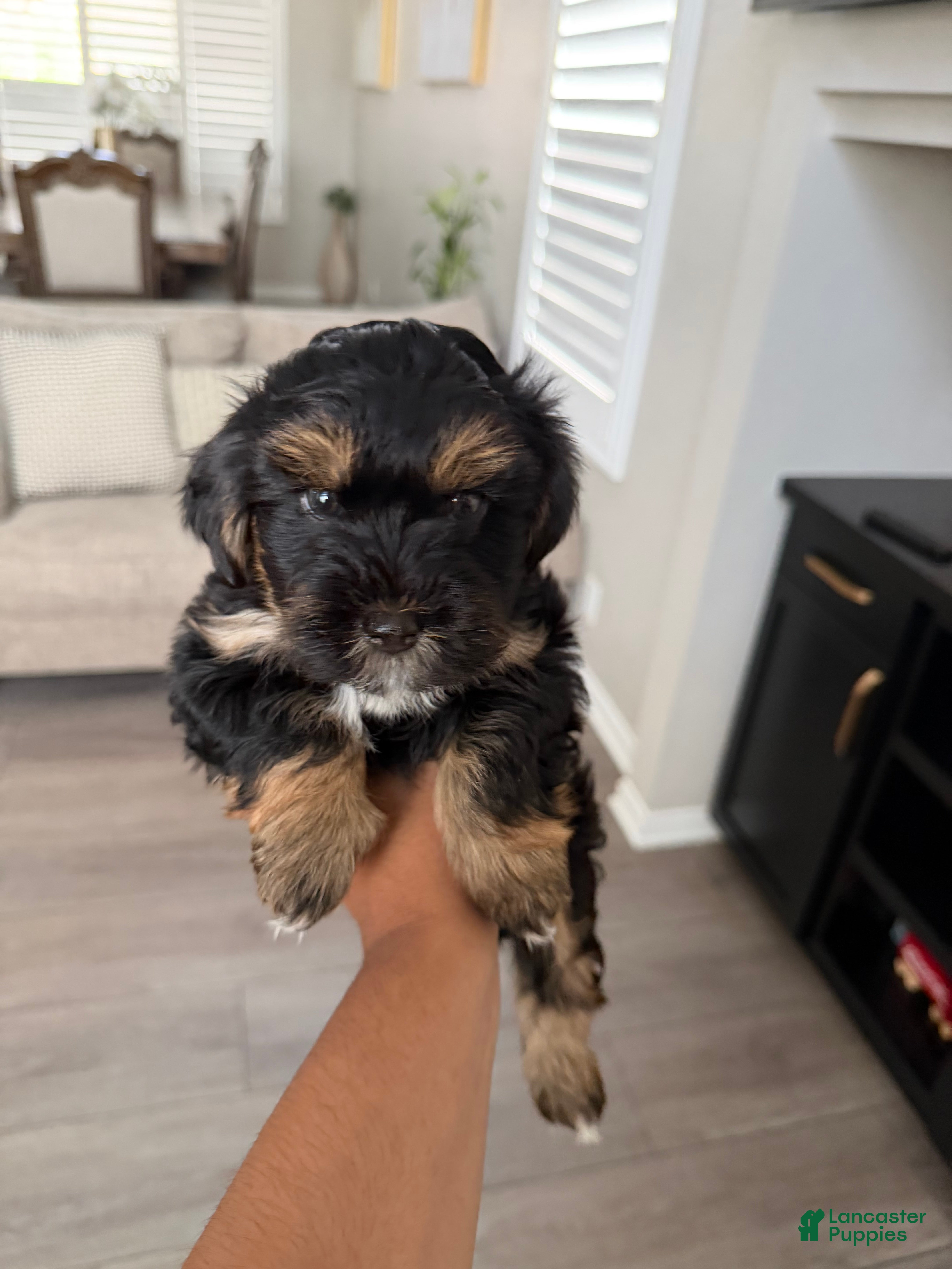 Morkie dogs Morkie 2 - Ad 29