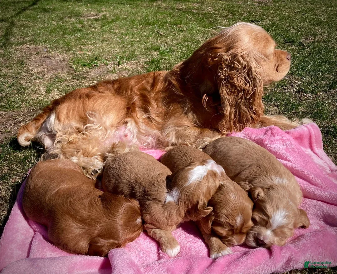 Mixed Breed dogs for sale: Little Bear - Ad 9