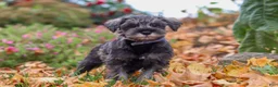 Miniature Schnauzer dogs for sale: Theo - Ad 1