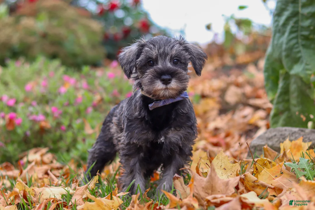 Miniature Schnauzer dogs for sale: Theo - Ad 1