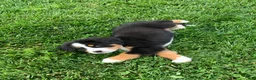Bernese Mountain Dog dogs for sale: BoBo - Ad 5