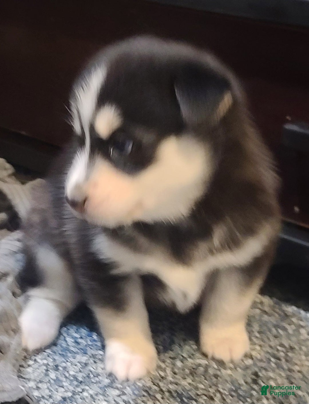 Pomsky dogs for sale: Roxy - Ad 5