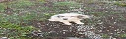 Great Pyrenees dogs for sale: Rosco  - Ad 2