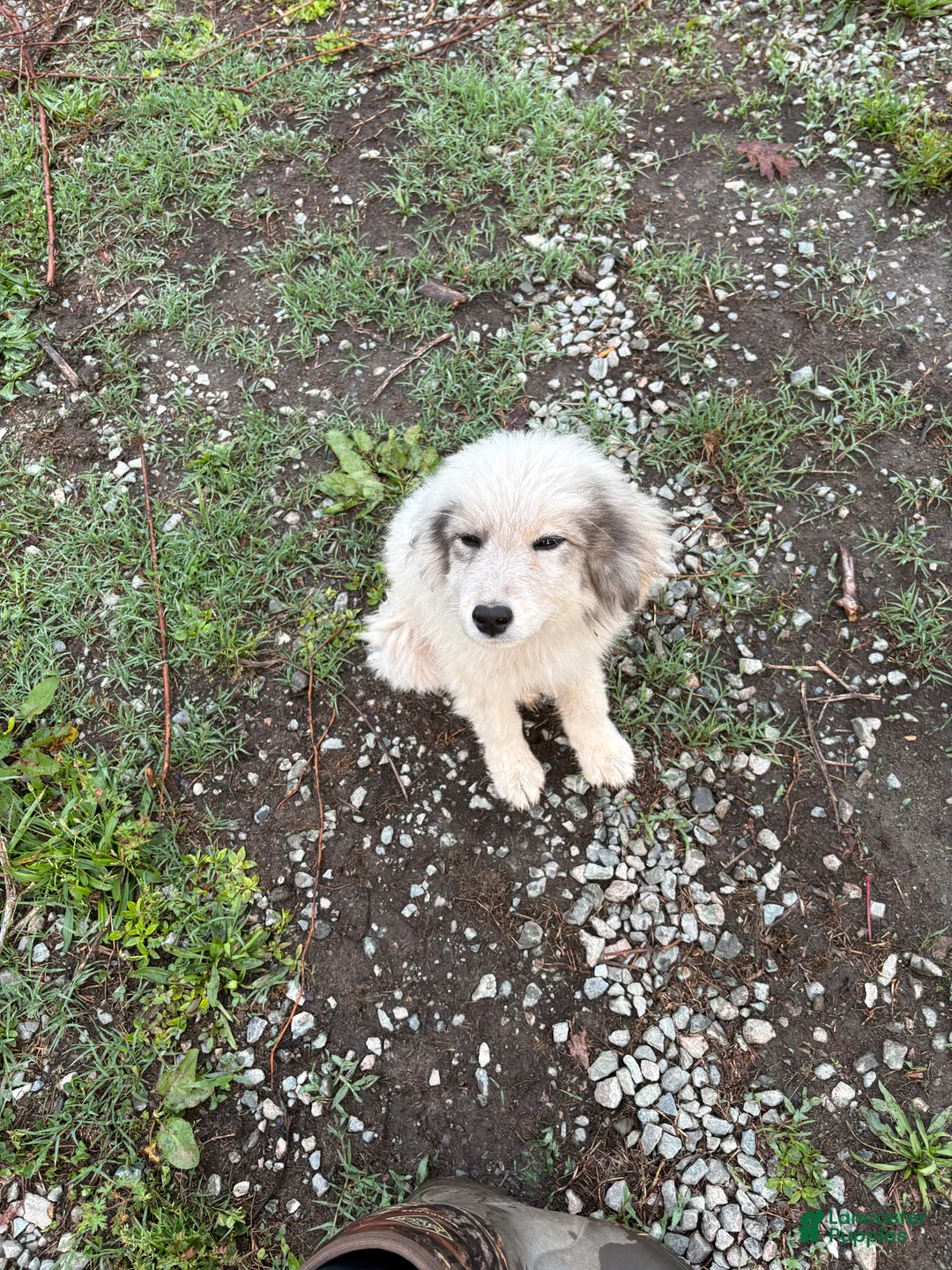 Great Pyrenees dogs for sale: Rosco  - Ad 2