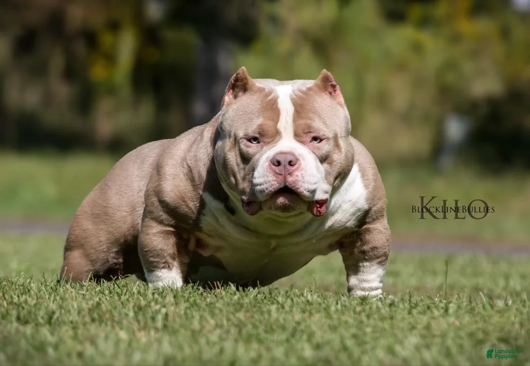 American Bully dogs for sale: American Bully Puppy 1 - Ad 11