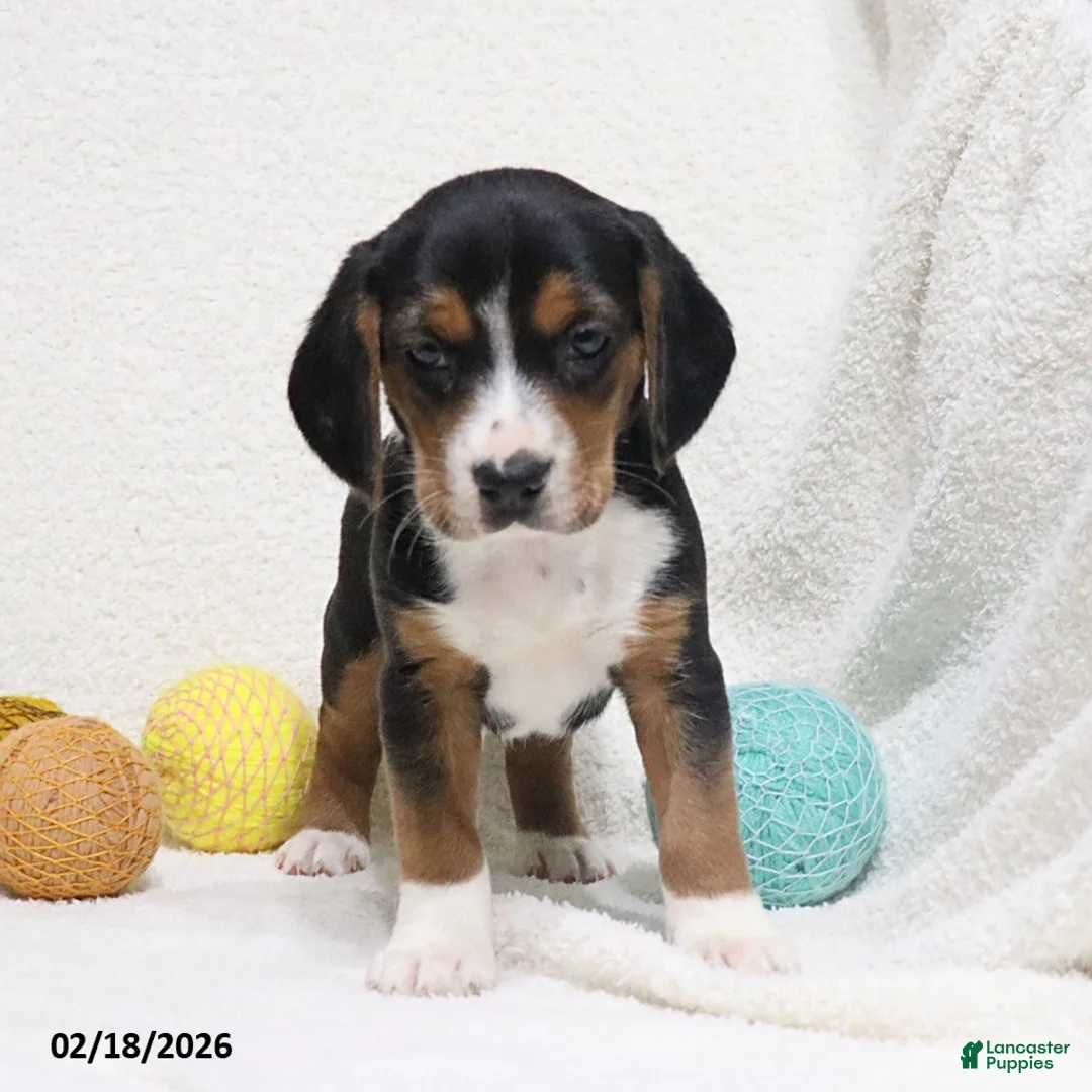 Beagle dogs for sale: Nitro - Ad 10