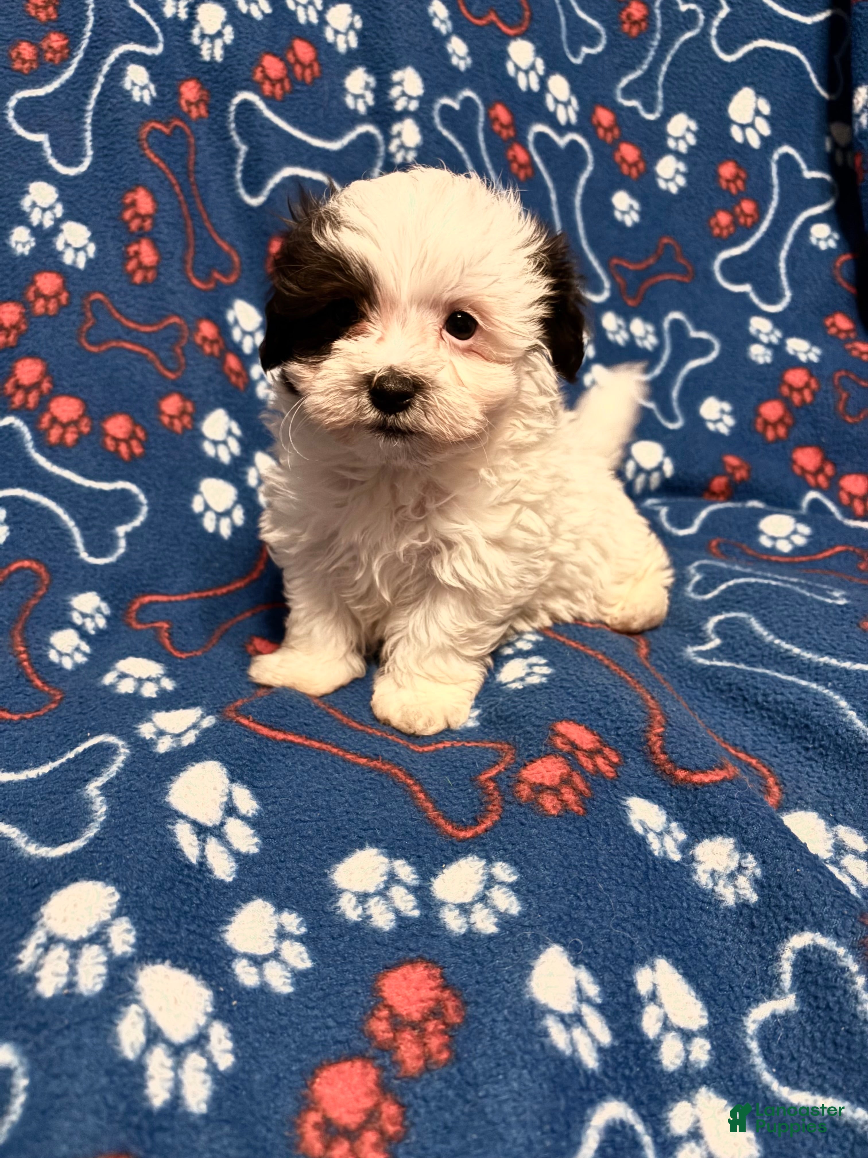 Maltipoo dogs Maltipoo Puppy 1 - Ad 3