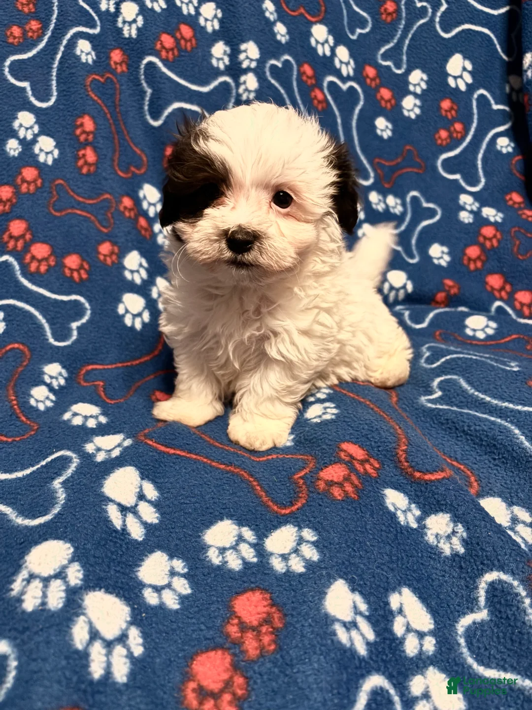 Maltipoo dogs for sale: Maltipoo Puppy 1 - Ad 1