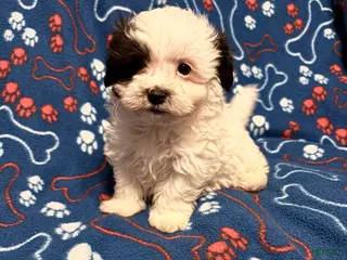 Maltipoo dogs Maltipoo Puppy 1 - Ad 3