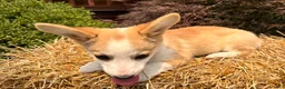 Welsh Corgi Pembroke dogs for sale: DEXER - Ad 19