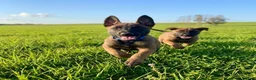 Belgian Malinois dogs for sale: Belgian Malinois 2 - Ad 3