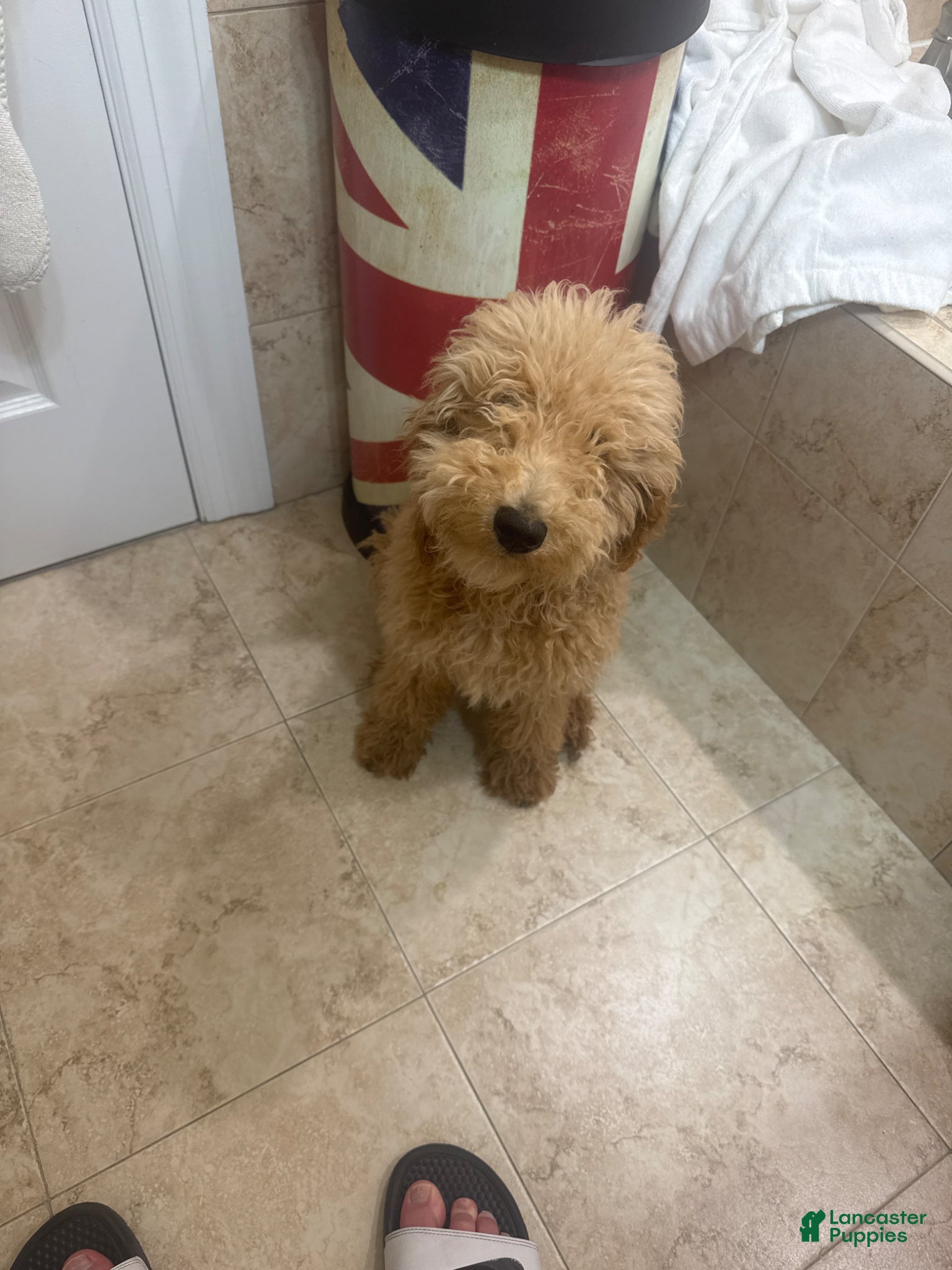 Miniature Poodle dogs Miniature Poodle Puppy 1 - Ad 41