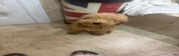 Miniature Poodle dogs for sale: Miniature Poodle Puppy 1 - Ad 1