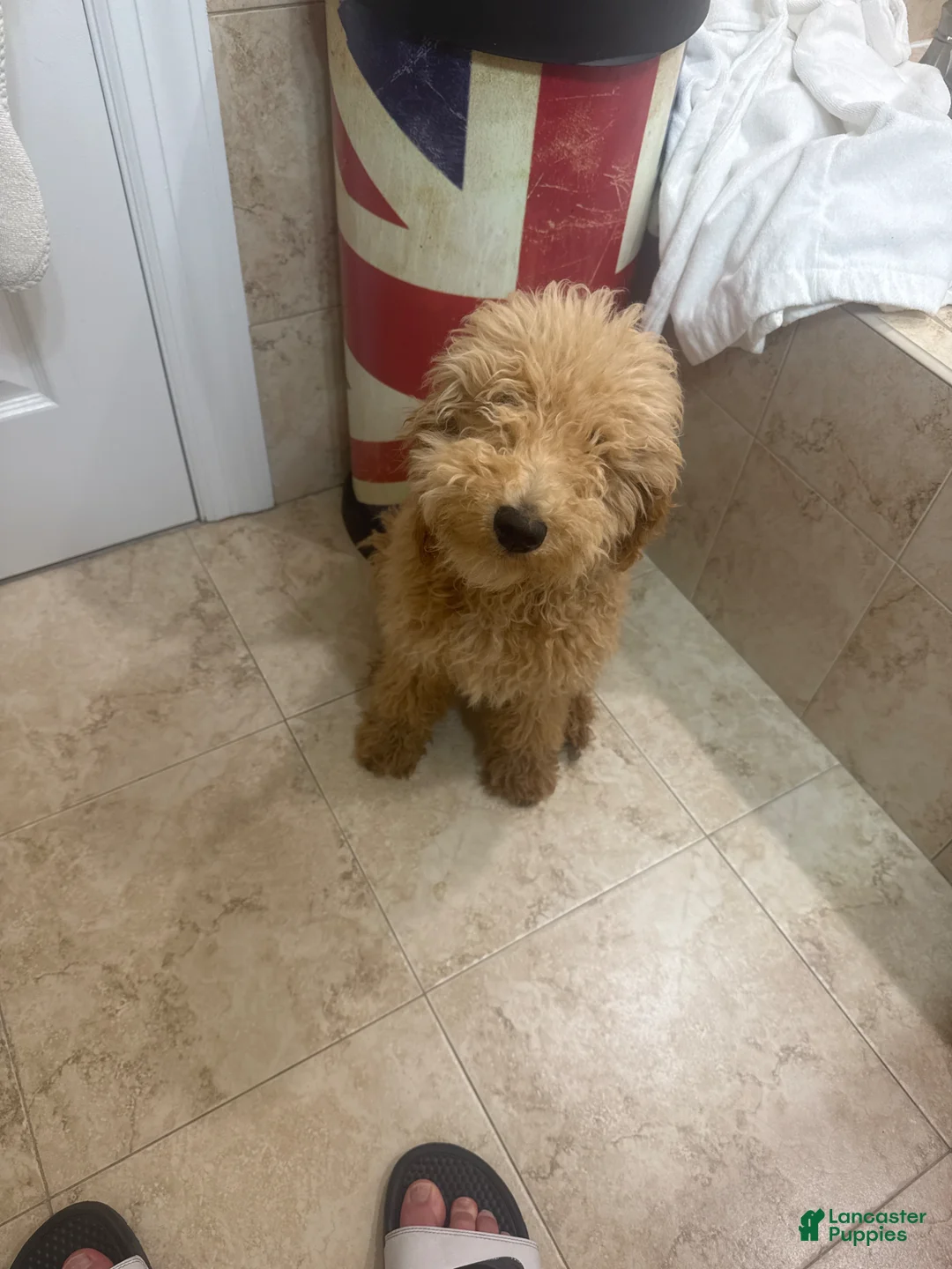 Miniature Poodle dogs for sale: Miniature Poodle Puppy 1 - Ad 1
