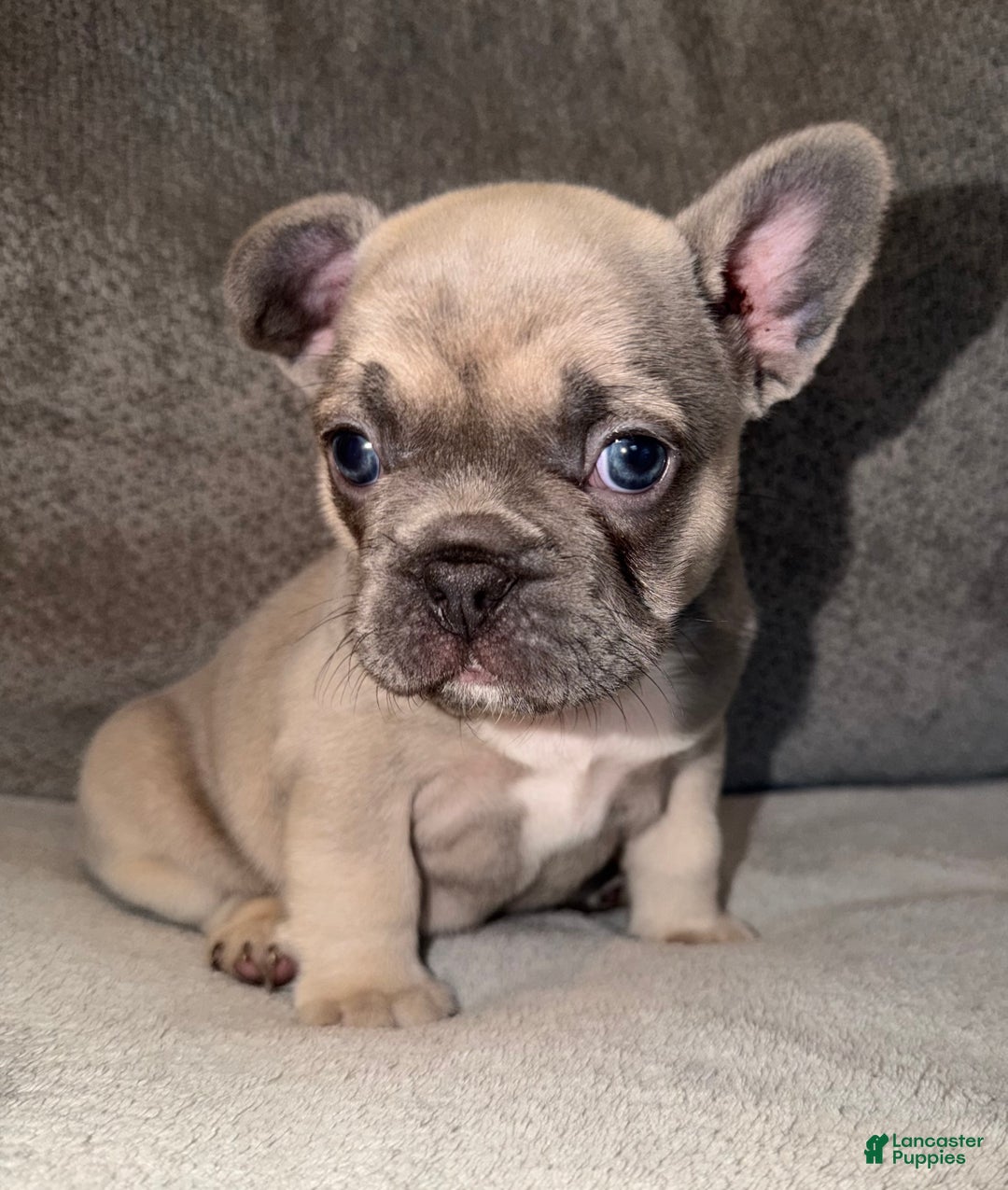 French Bulldog dogs for sale: Maybelle - Ad 2