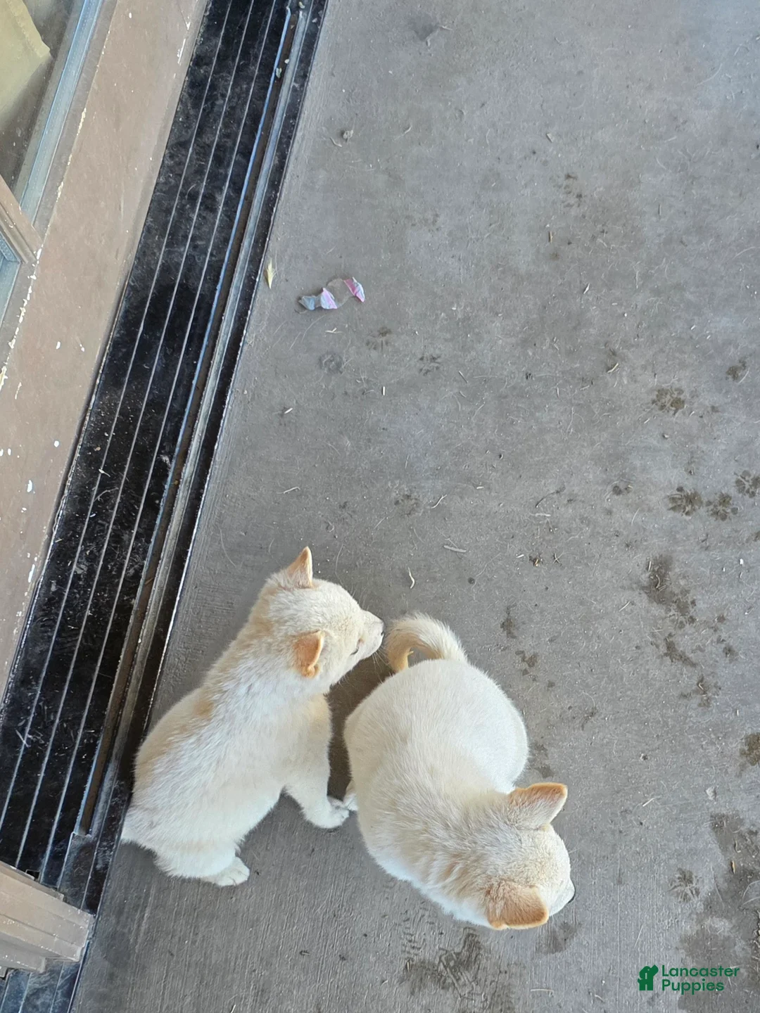 Shiba Inu dogs for sale: Shiba Inu Puppy 4 - Ad 1