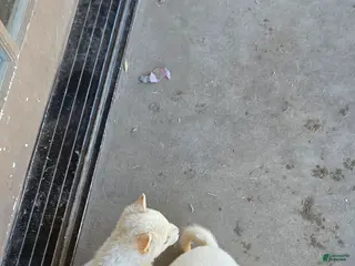 Shiba Inu dogs Shiba Inu Puppy 4 - Ad 2