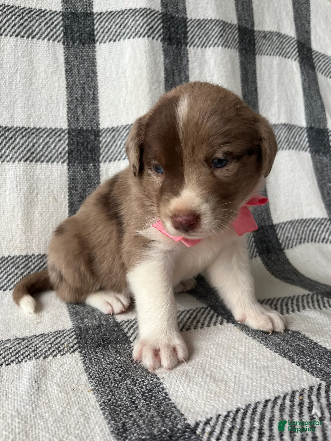 Mixed Breed dogs for sale: Ashley - Ad 2
