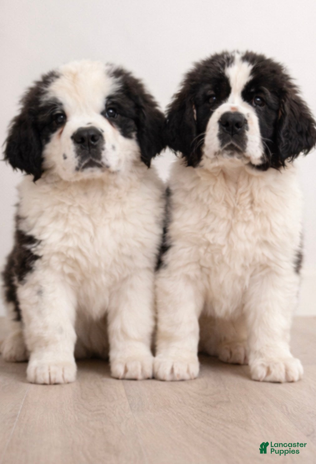 Saint Bernard dogs Saint Bernard Puppy 4 - Ad 21