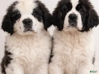 Saint Bernard dogs Saint Bernard Puppy 4 - Ad 21