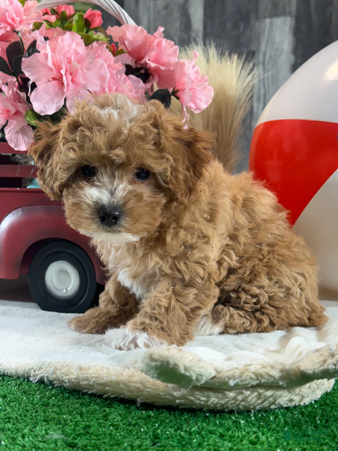 Toy Poodle dogs for sale: Nigel - Ad 3