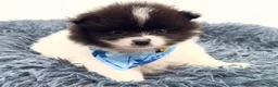 Pomeranian dogs for sale: AKC Clark - Ad 4