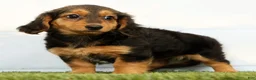 Miniature Dachshund dogs for sale: Natasha - Ad 6
