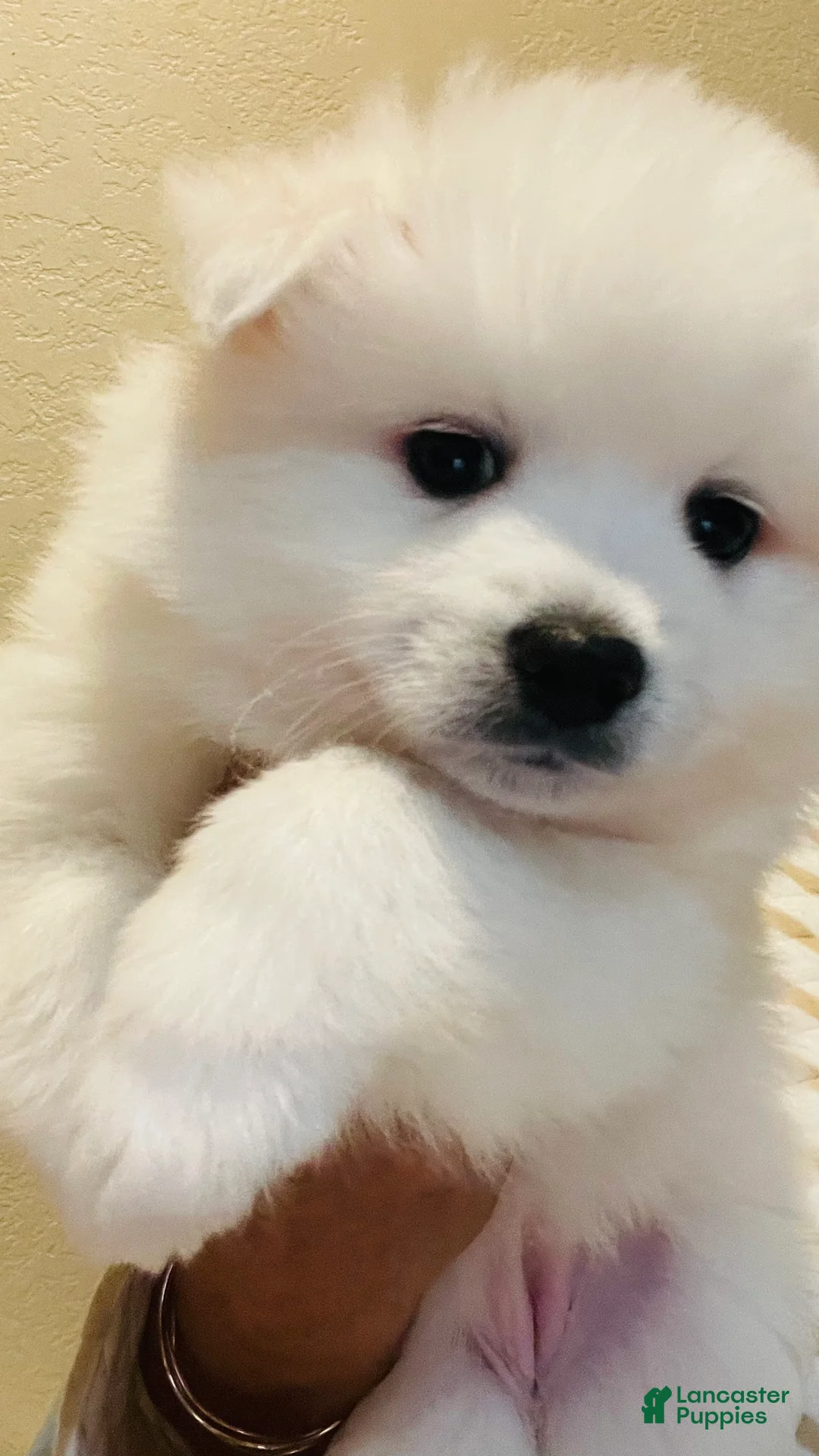 American Eskimo dogs for sale: American Eskimo Puppy 1 - Ad 2
