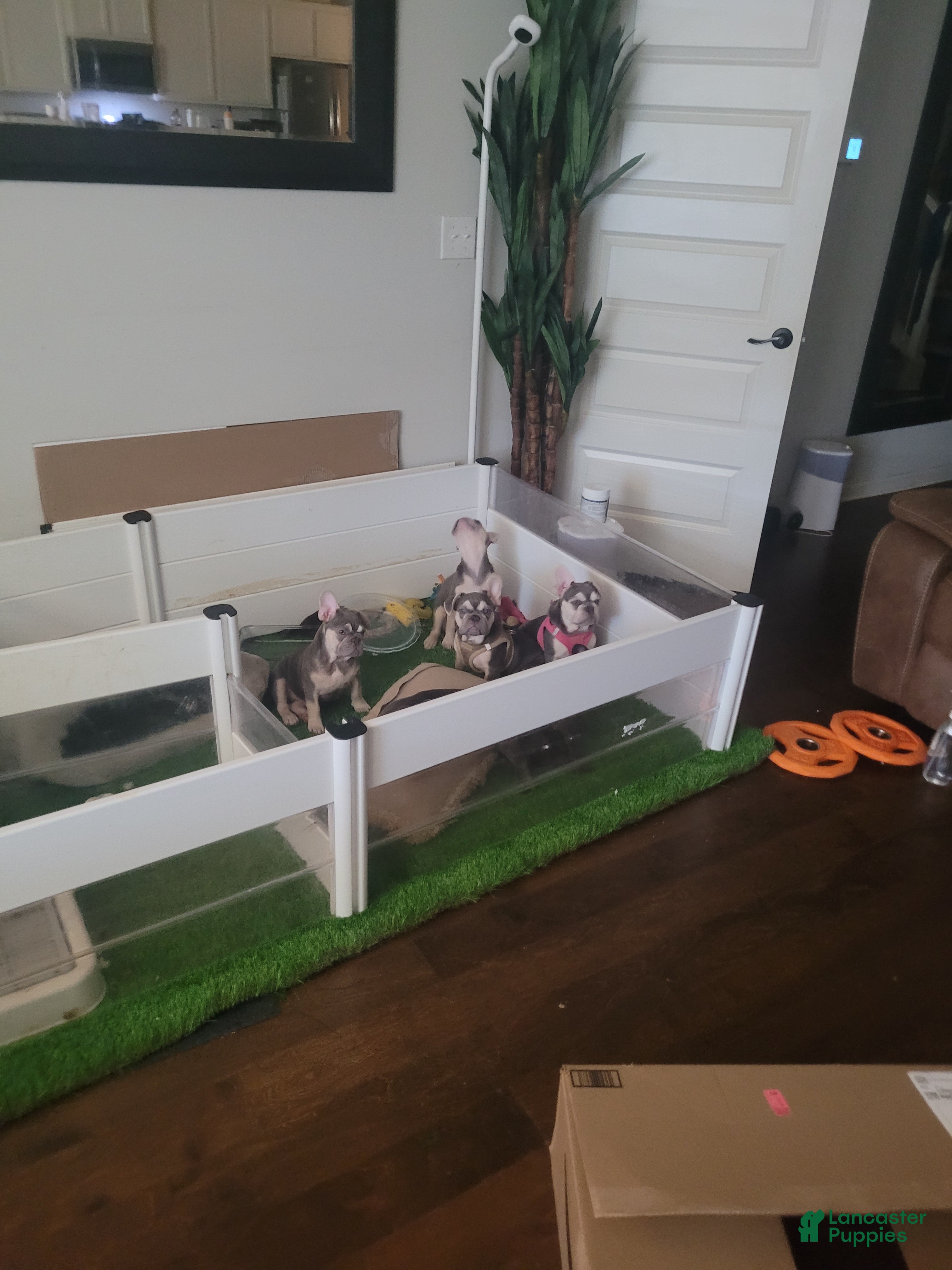 French Bulldog dogs French Bulldog 4 - Ad 15