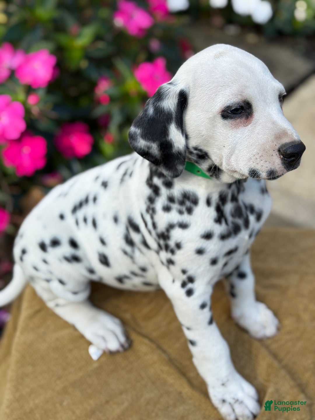 Dalmatian dogs for sale: Monroe - Ad 4
