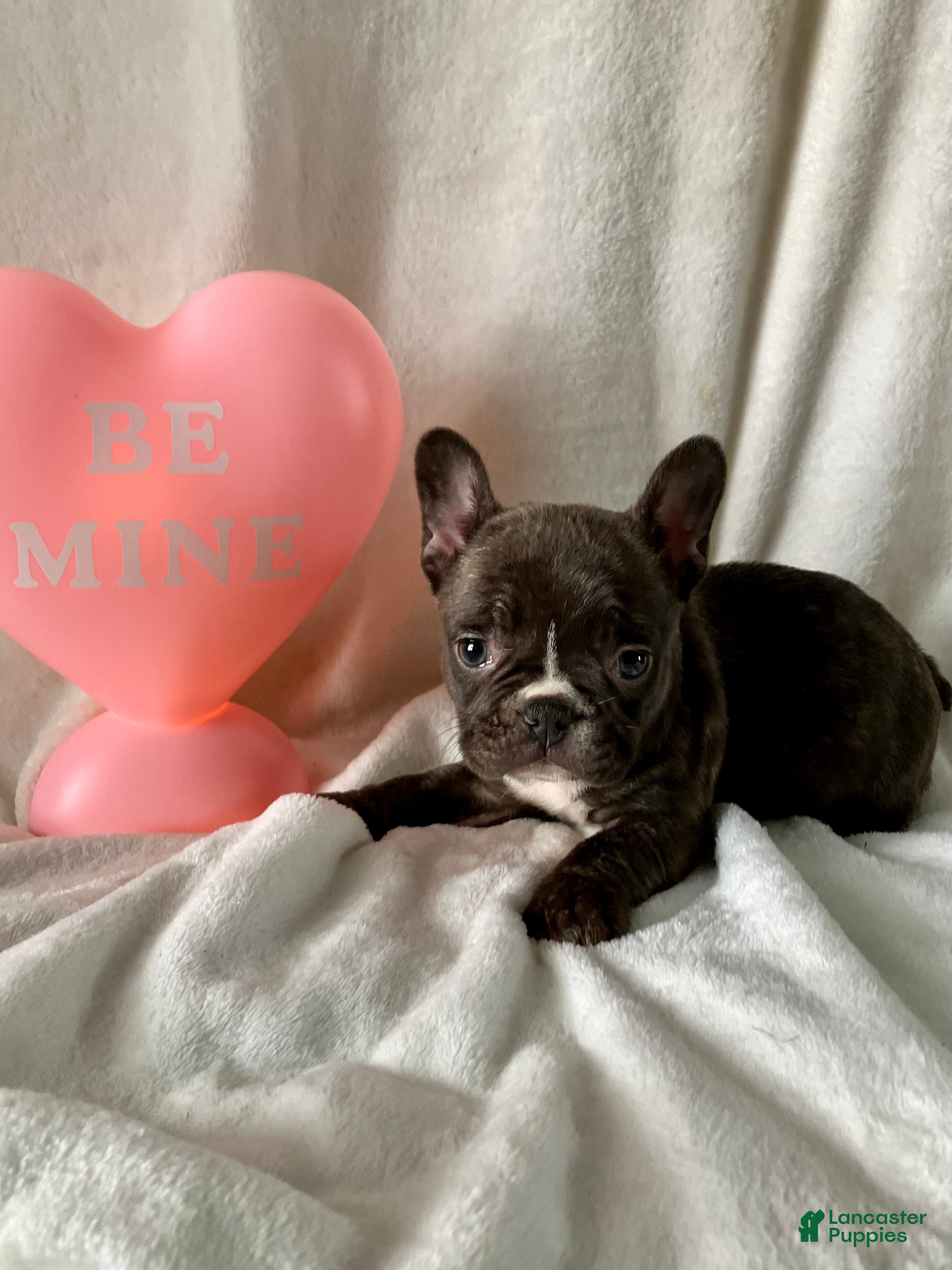 French Bulldog dogs Pixie - Ad 11