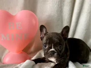 French Bulldog dogs Pixie - Ad 11
