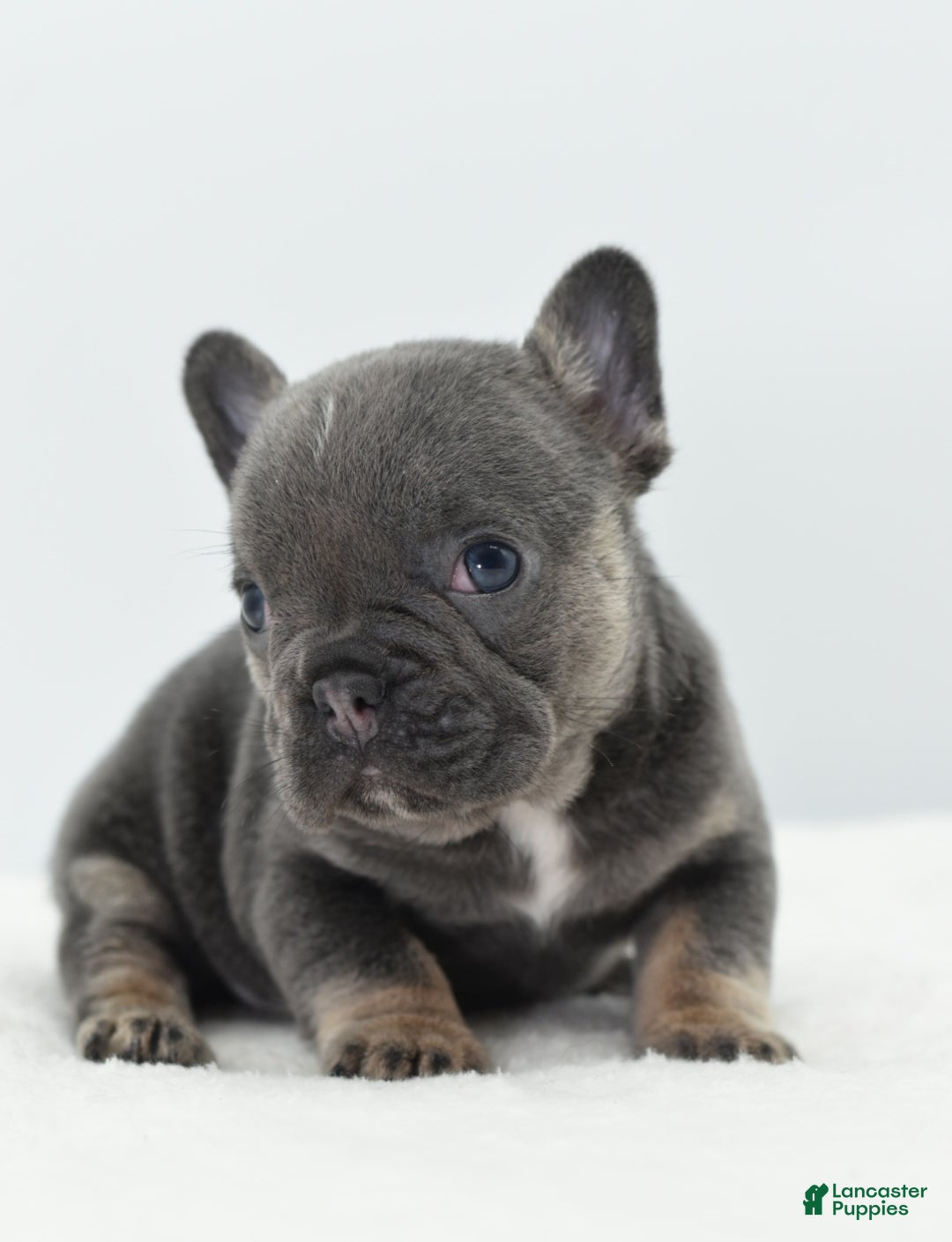 Mixed Breed dogs for sale: Queen lilac tricolor  - Ad 27