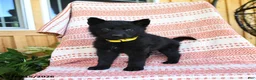 German Shepherd dogs for sale: Mandy - Ad 2