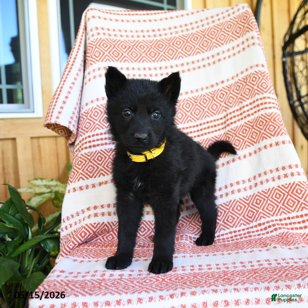 German Shepherd dogs for sale: Mandy - Ad 2