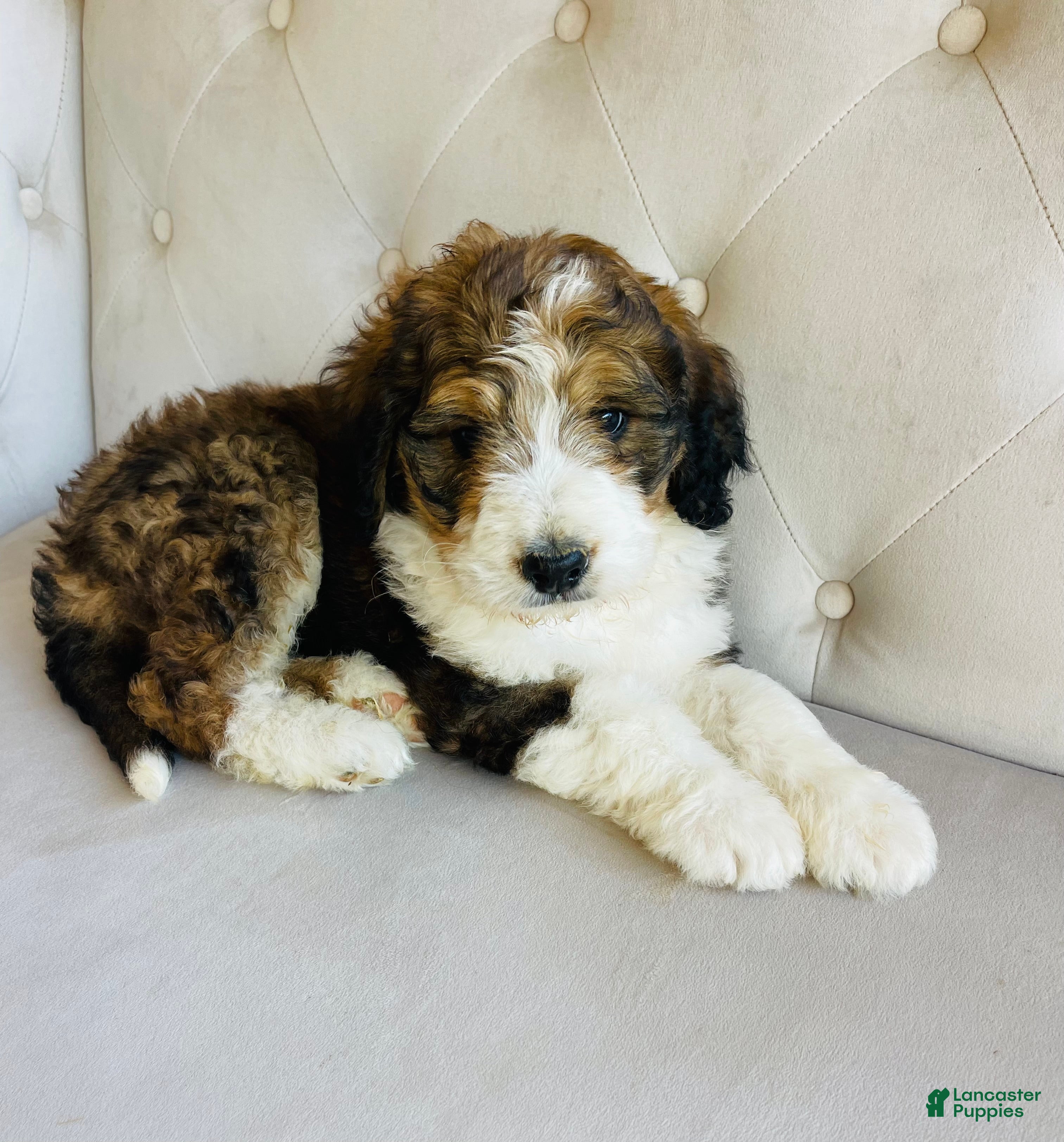 Bernedoodle dogs Daisy ❤️sable tricolor parti Bernedoodle Puppy 3 - Ad 2