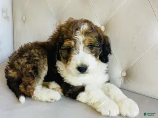 Bernedoodle dogs Daisy ❤️sable tricolor parti Bernedoodle Puppy 3 - Ad 2