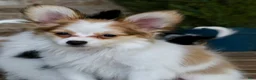 Papillon dogs for sale: Nerf - Ad 2