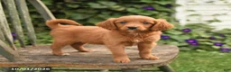 Mini Goldendoodle dogs for sale: Daisy - Ad 1