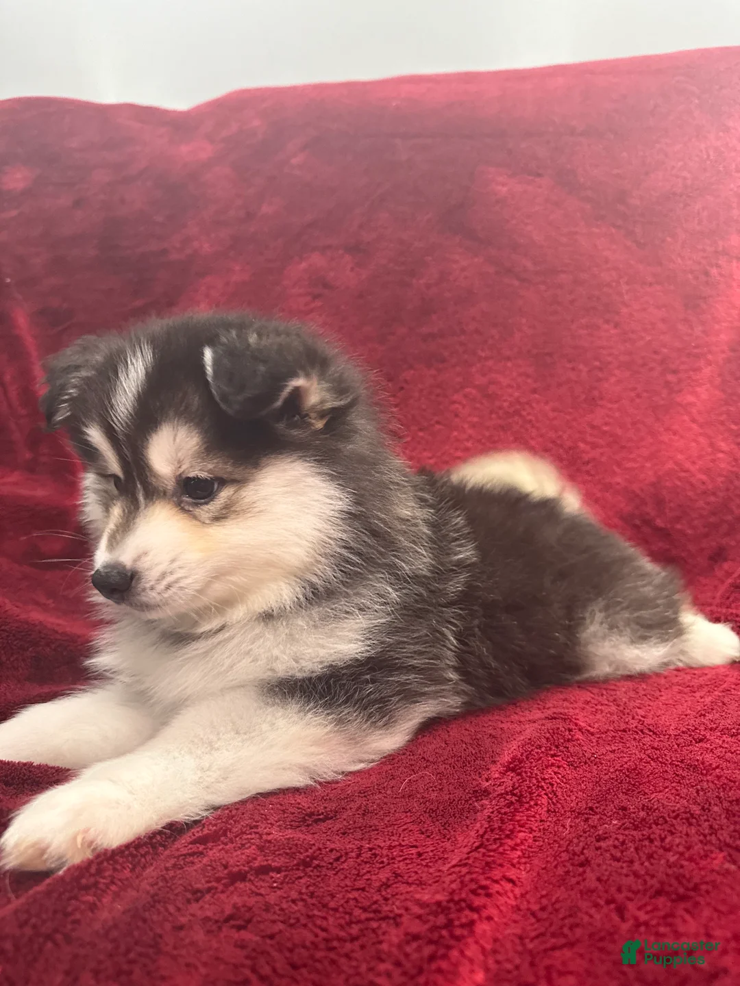 Pomsky dogs for sale: Gio - Ad 2