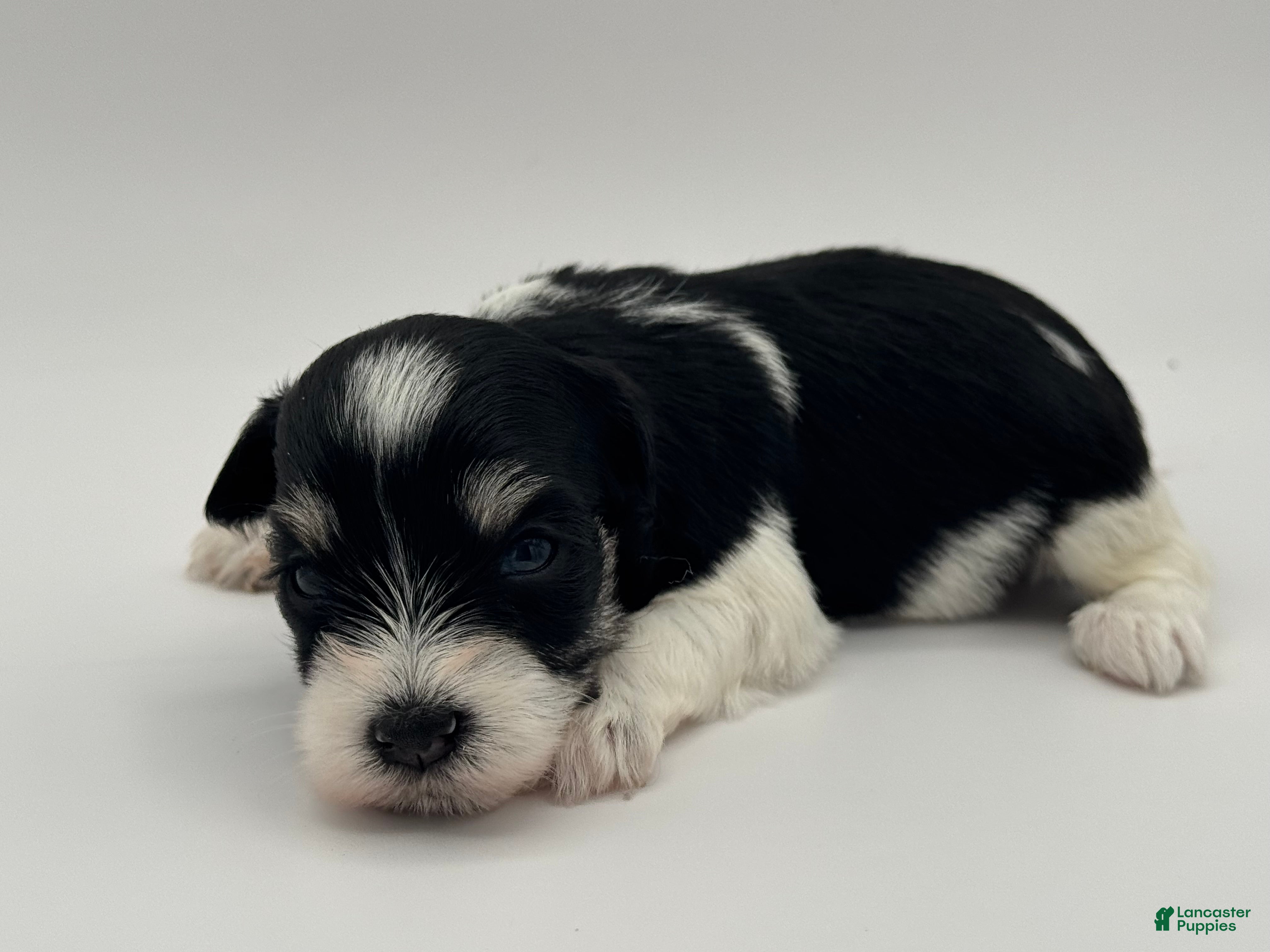 Miniature Schnauzer dogs Hoppy - Ad 2