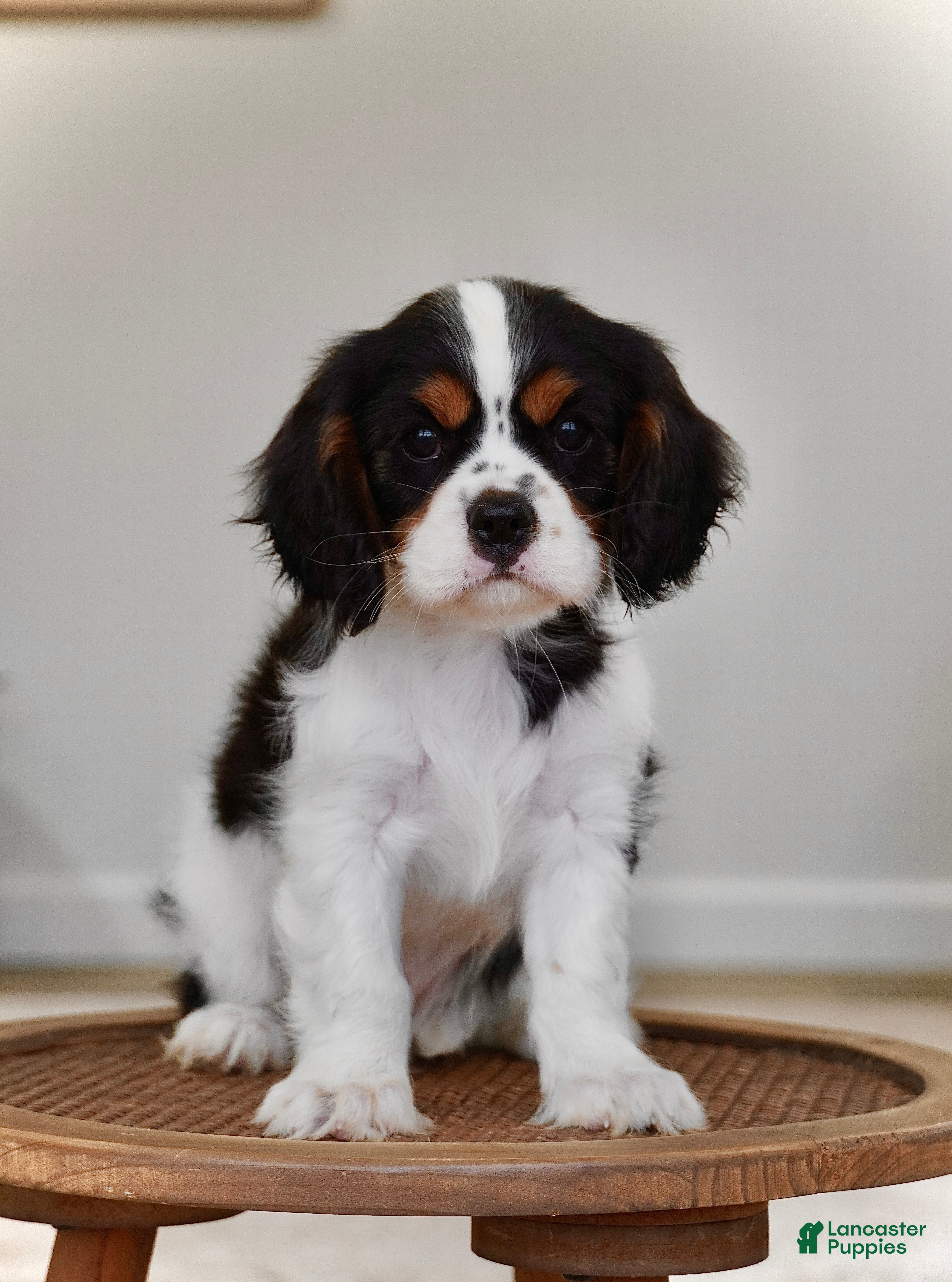 Cavalier King Charles Spaniel dogs Rowan - Ad 1