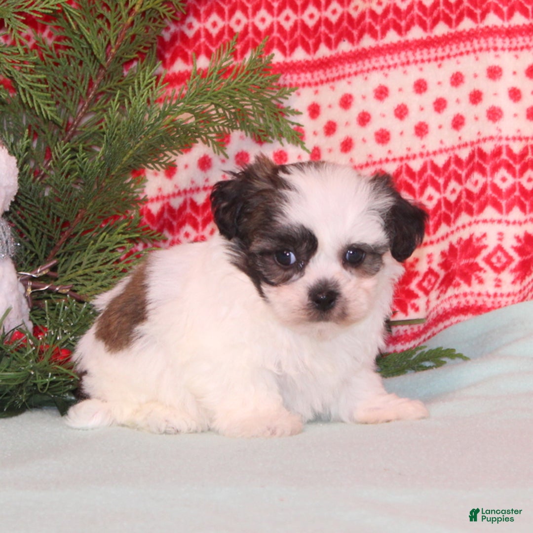 Teddy Bear dogs for sale: Xally - Ad 2